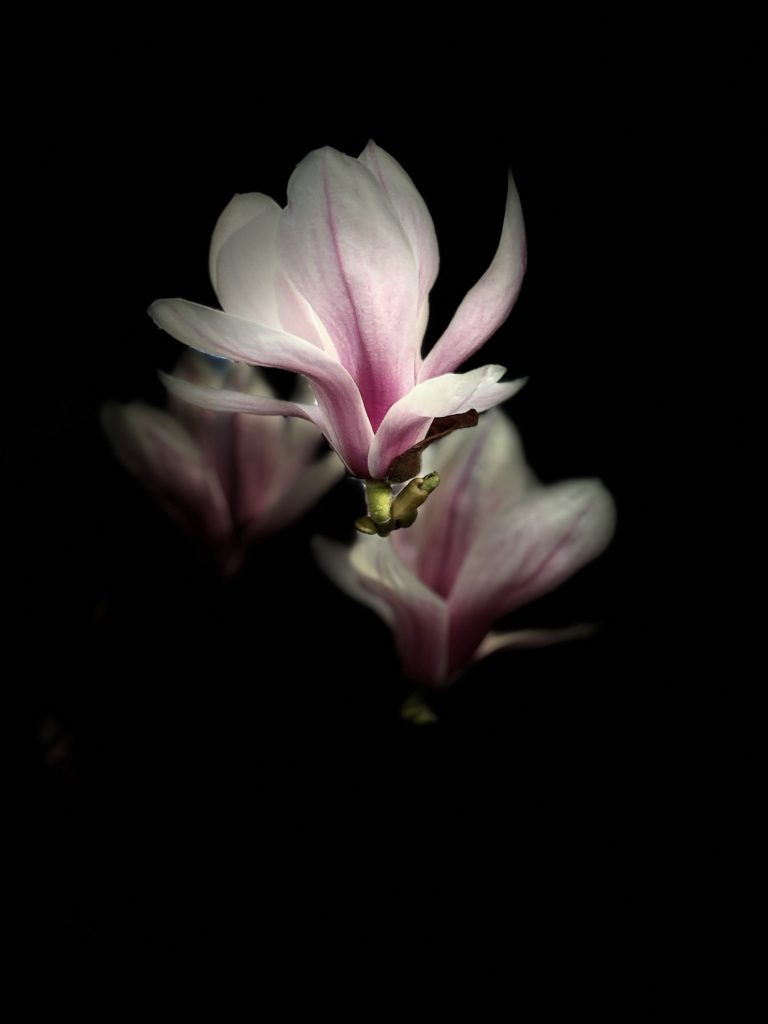 Blumen scheinen im Raum zu schweben; jede Linie und jede Kurve betonen