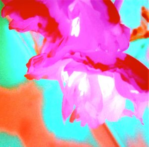 Tulip pink and seablue 1